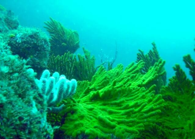 Diving in Ayangue hacienda-eldorado.com Ecuador