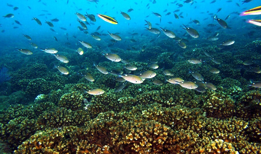 Diving in Ayangue hacienda-eldorado.com Ecuador