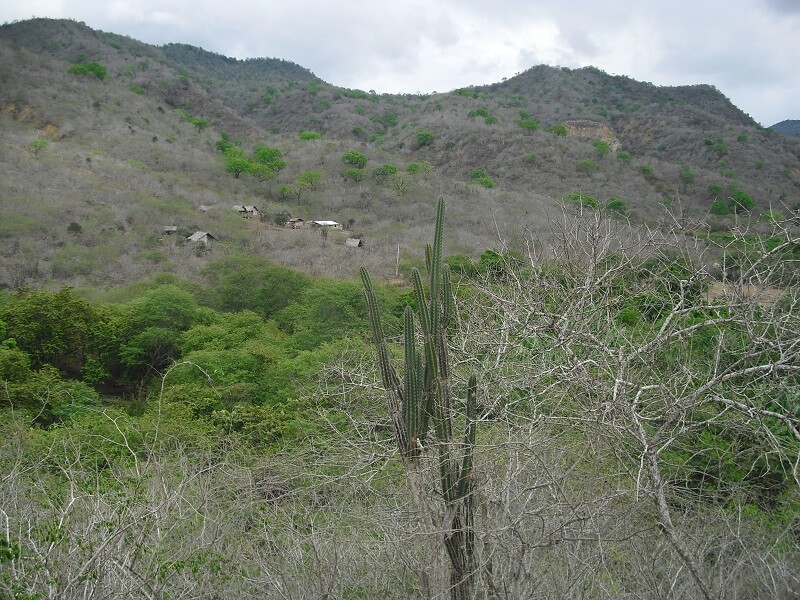 Dry forest of Machalilla national park, Ecuador