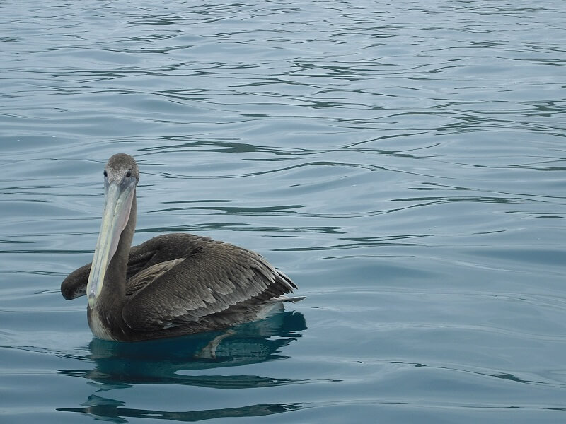 Pelican in Puerto Lopez, Ecuador