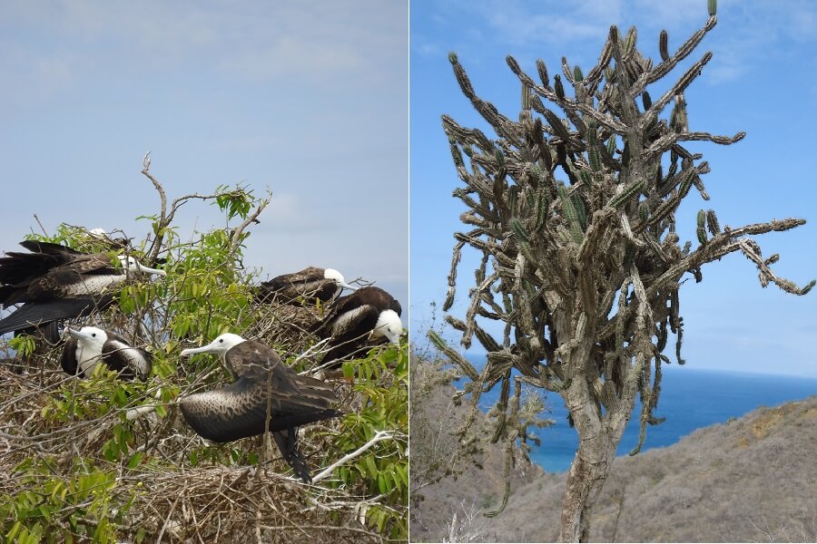 Isla de la plata, Ecuador