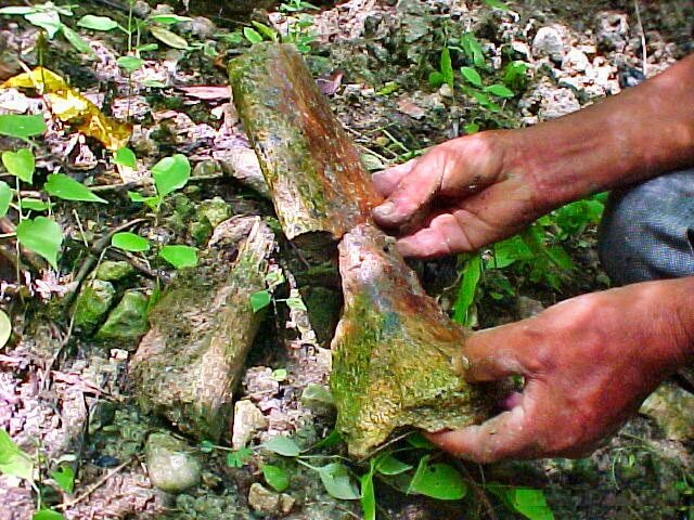 Finding dinosaur bones, Hacienda El Dorado Ecuador