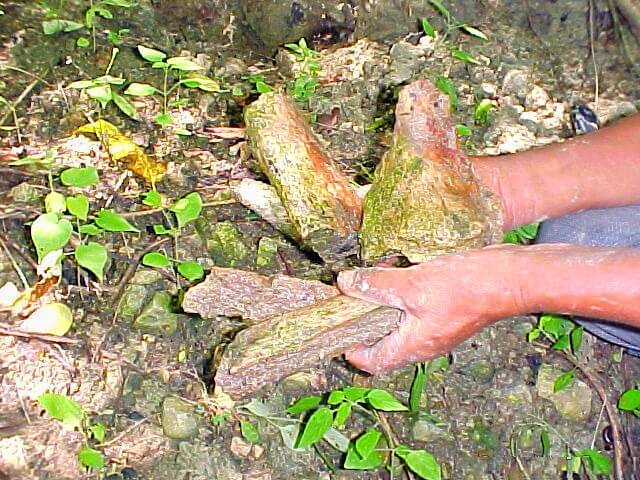 Finding dinosaur bones, Hacienda El Dorado Ecuador