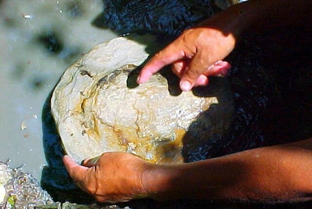 Finding dinosaur eggs, Hacienda El Dorado Ecuador