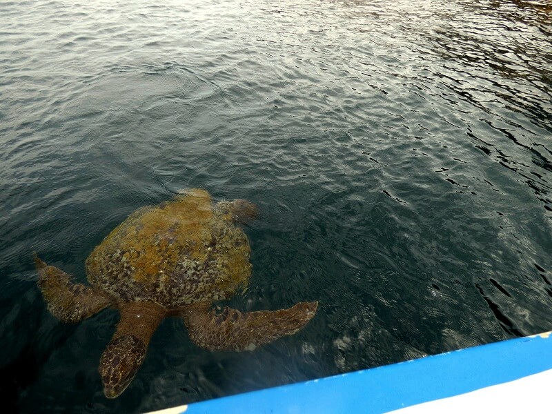 Isla de la plata, Ecuador - Turtle