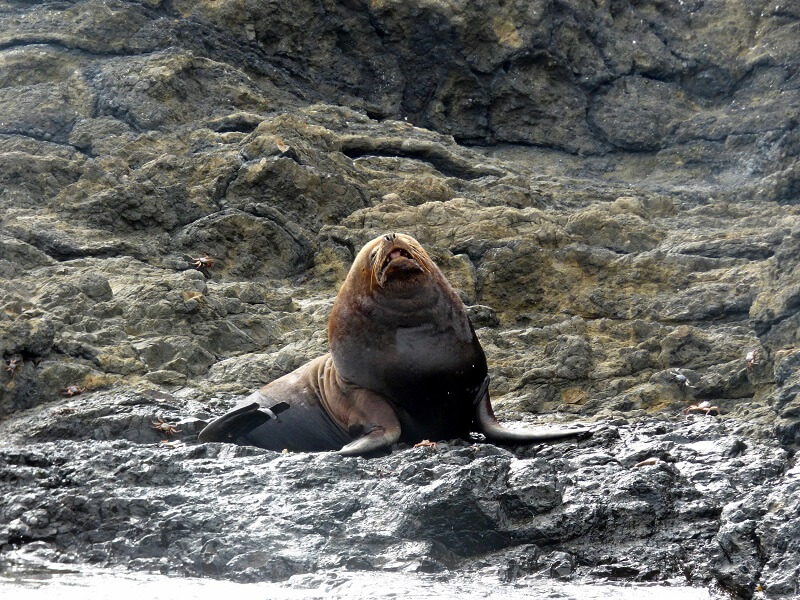 Sea lion chocolatera Salinas, Ecuador