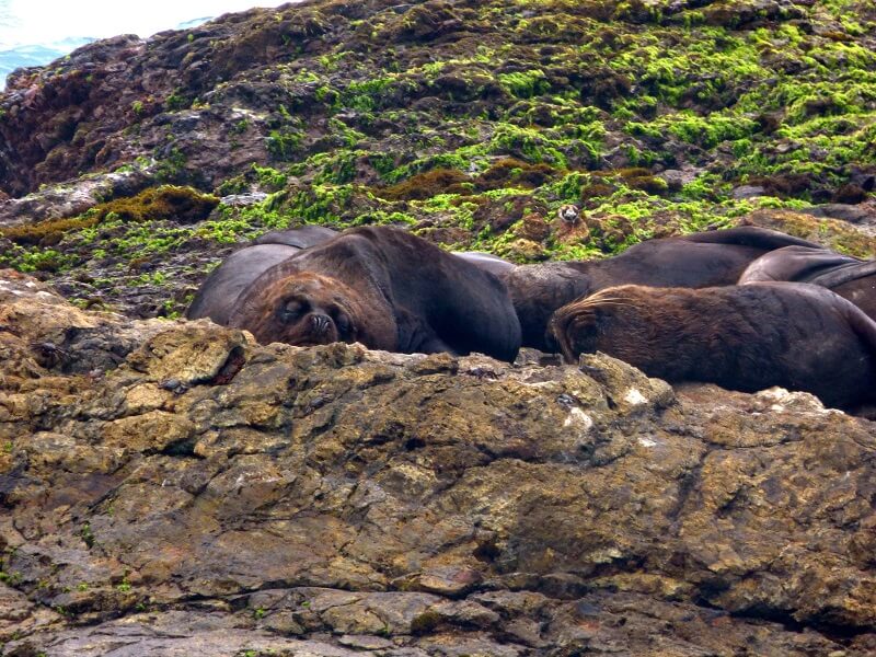 Sea lions at Chocolatera Salinas, Ecuador