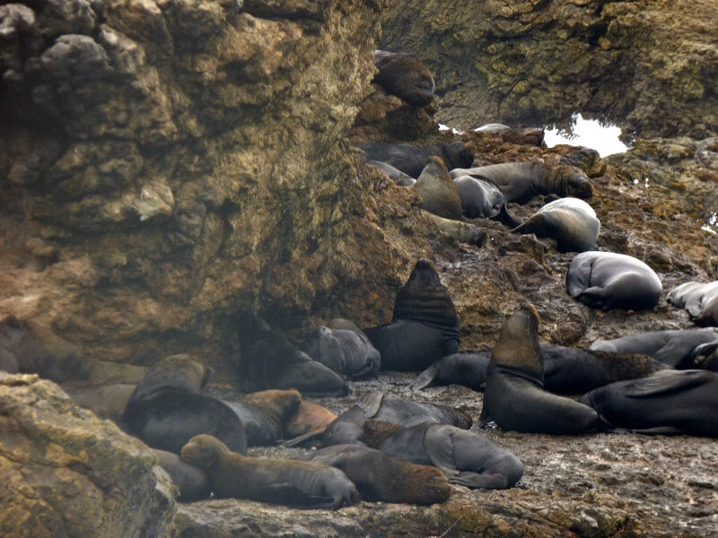 Sea lions at Chocolatera Salinas, Ecuador
