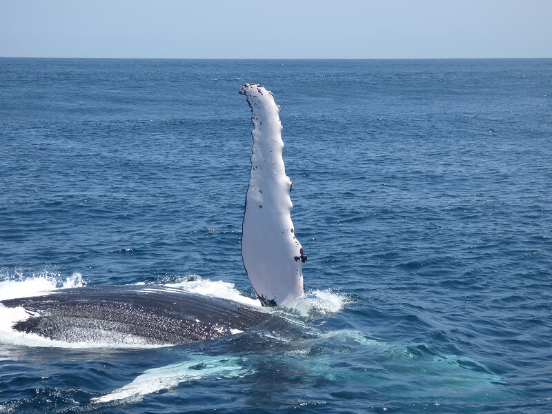 Whale Watching Boat Tour Ecuador