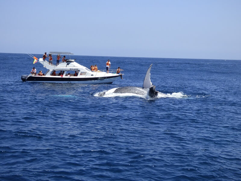 Whale Watching Boat Tour Ecuador
