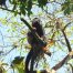 Monkey in the Machalilla national park, Ecuador