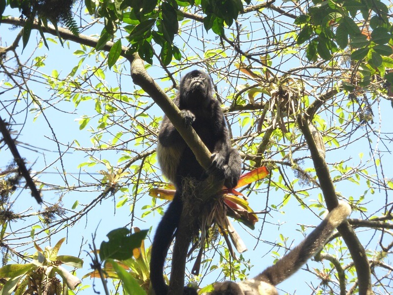 Monkey in the Machalilla national park, Ecuador