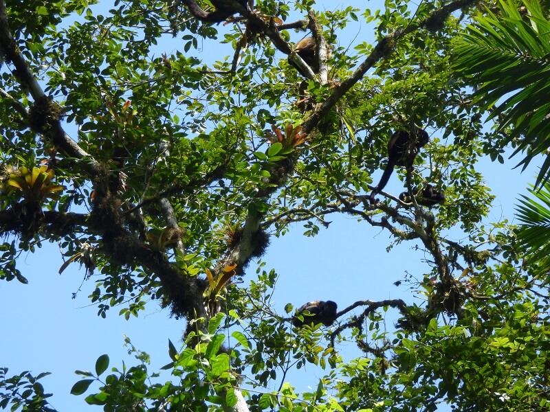 Monkeys in the Machalilla national park, Ecuador