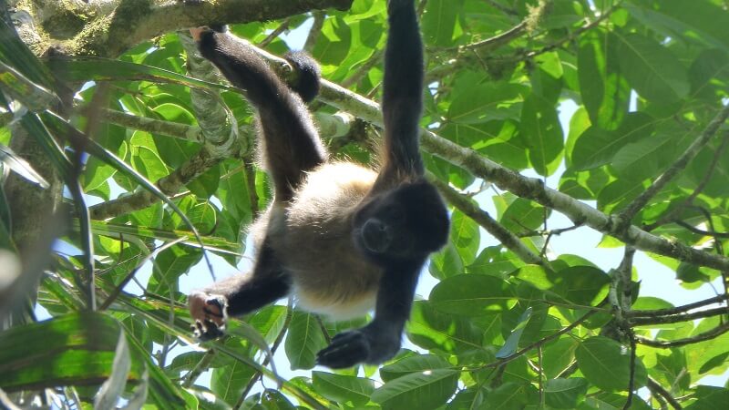 Monkey in the Machalilla national park, Ecuador