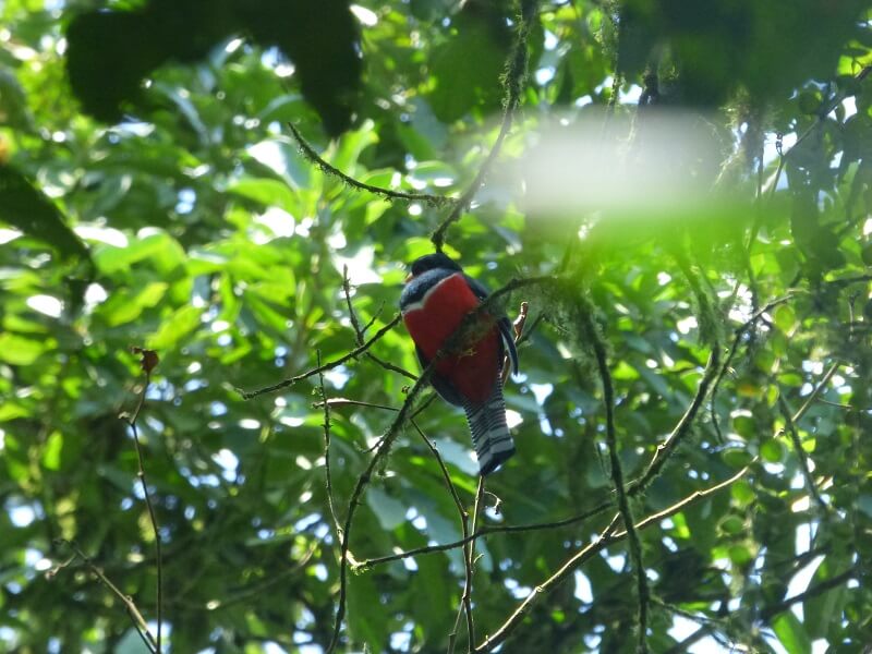 Paradies for colorful songbirds on the monkey mountain, Ecuador