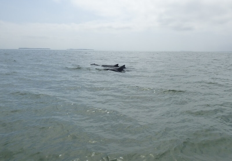 Dolphin Tour hacienda-eldorado.com Ecuador