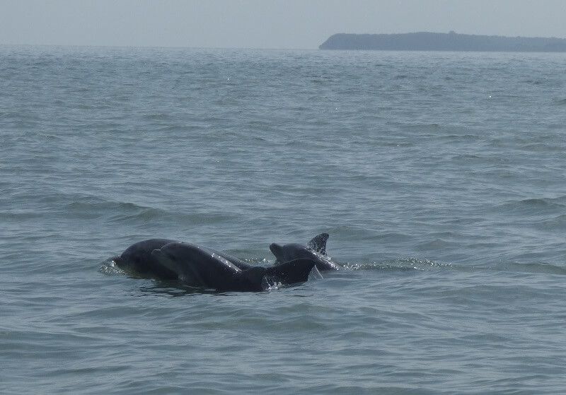 Dolphin Tour hacienda-eldorado.com Ecuador