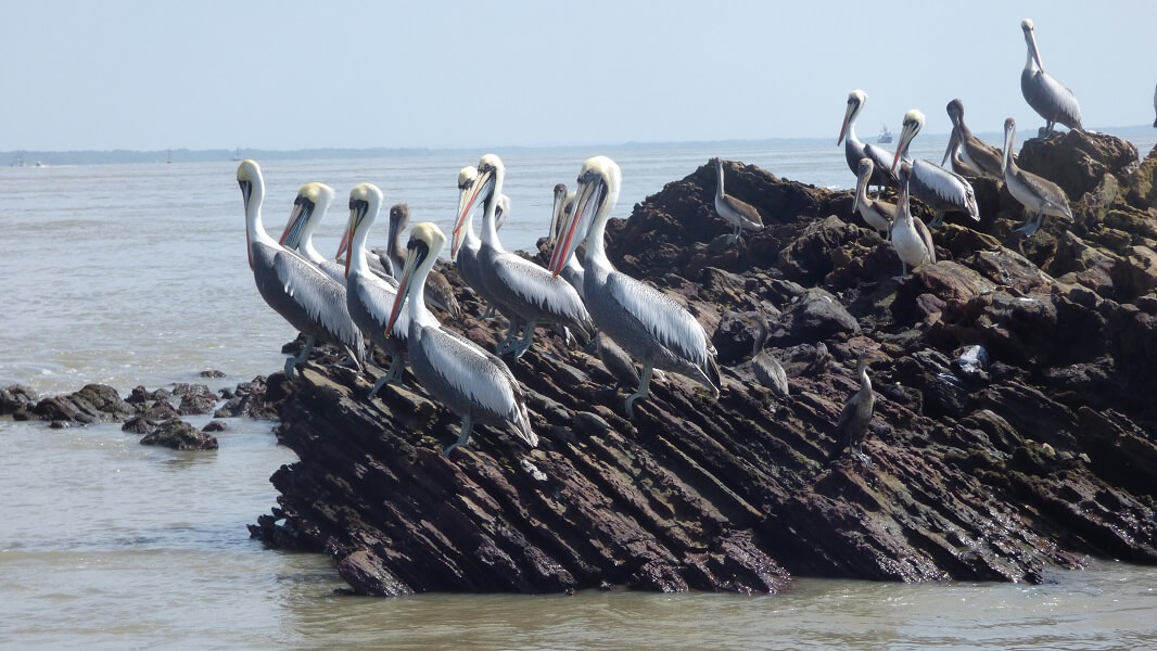 Pelicans on the dolphin sightseeing tour, Hacienda El Dorado Ecuador