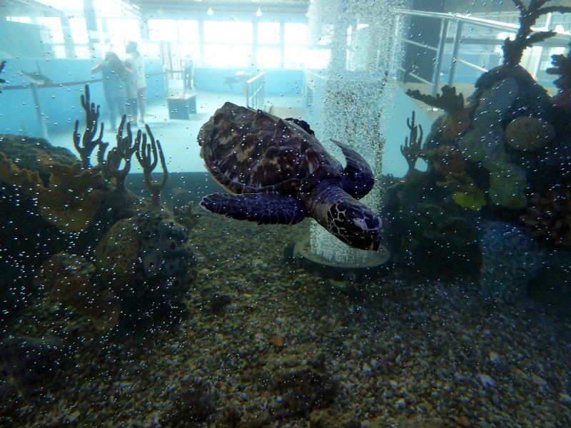 Meeresaquarium Valdivia Hacienda El Dorado