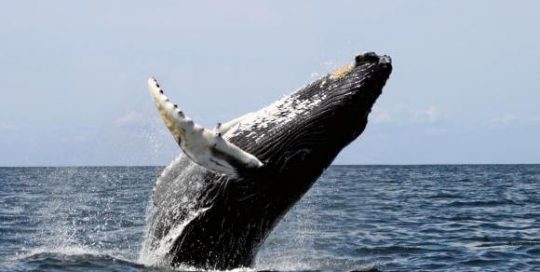 Whale watching Ecuador hacienda-eldorado.com