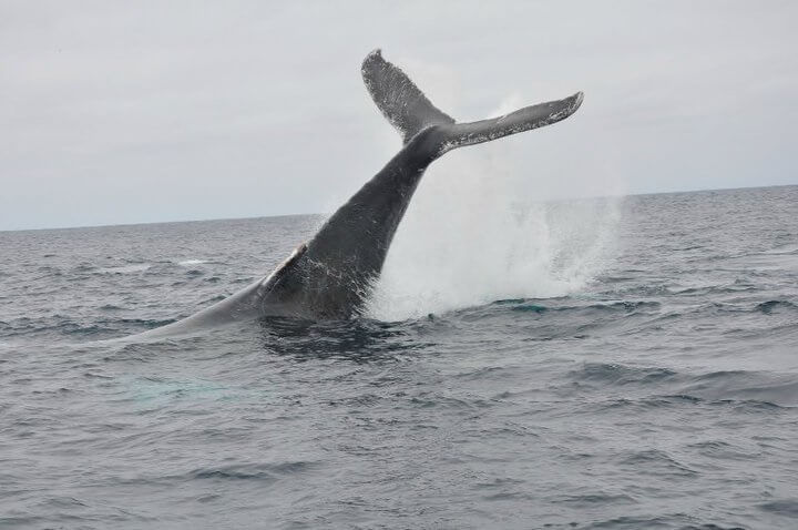 Whale Watching Boat Tour Ecuador